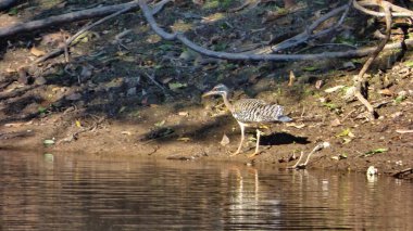 Güneş Bolivya, Güney Amerika.