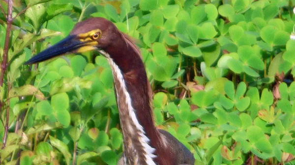 Heron Bolivya, Güney Amerika.