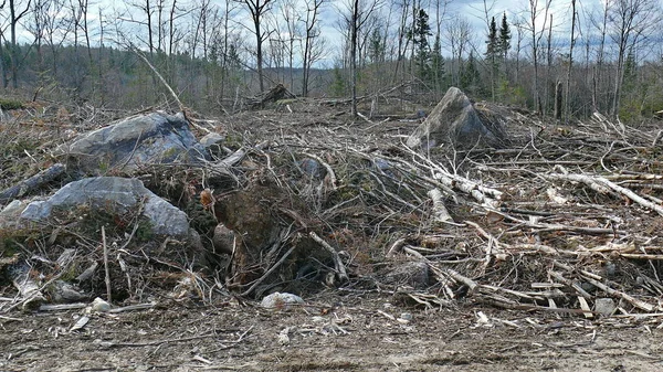 Bush zniszczenia w Quebec. Kanada, Ameryka Północna. — Zdjęcie stockowe