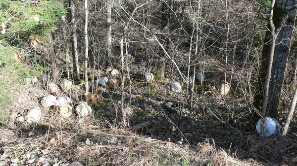 Bush imha Quebec. Kanada, Kuzey Amerika.