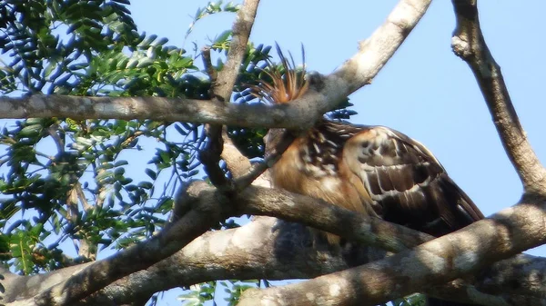Hoazin Bolivya, Güney Amerika.