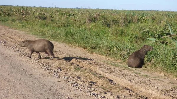 Capibara en Bolivia, América del Sur . —  Fotos de Stock