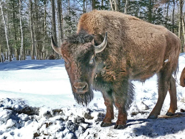 Bizon Quebec. Kanada, Kuzey Amerika.
