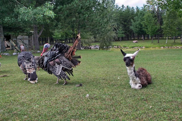 Lama en Quebec. Canadá, América del Norte . —  Fotos de Stock