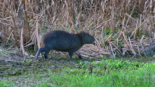 Capibara Bolivya, Güney Amerika.
