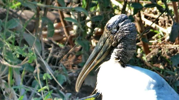 Tantal in Bolivien, Südamerika. — Stockfoto