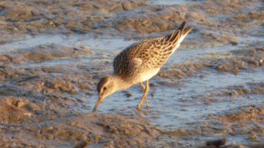 Sandpiper Bolivya, Güney Amerika.