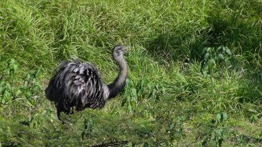 Rheas Bolivya, Güney Amerika.