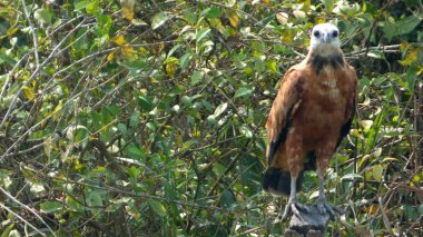 Bolivya, Güney Amerika yaban hayatı.