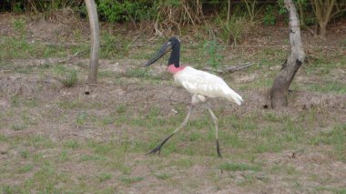 Jabiru Bolivya, Güney Amerika.