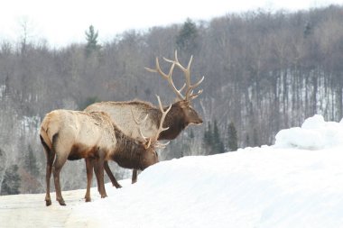 Geyik Quebec. Kanada, Kuzey Amerika.