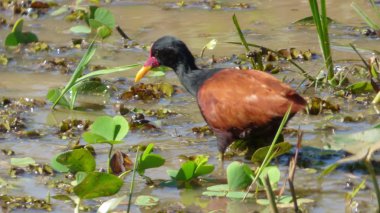 Bolivya, Güney Amerika yaban hayatı.
