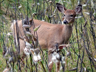 Geyik Quebec. Kanada, Kuzey Amerika.