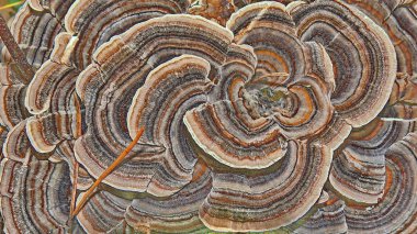 Quebec mantar. Kanada, Kuzey Amerika.