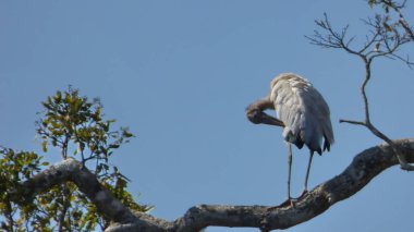 Tantal Bolivya, Güney Amerika.