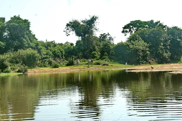 Rivier in Fleuve. Bolivia, Zuid-Amerika. — Stockfoto