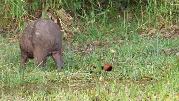 Capybara en Bolivie, Amérique du Sud . — Photo