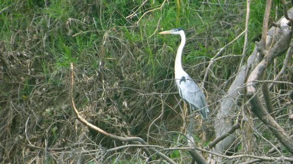 Heron Bolíviában, a Dél-Amerika. — Stock Fotó