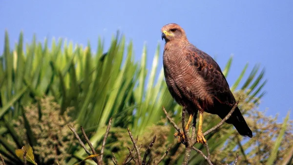 Wilde dieren in Bolivia, Zuid-Amerika. — Stockfoto