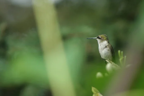 Colibri au Québec. Canada, Amérique du Nord . — Photo