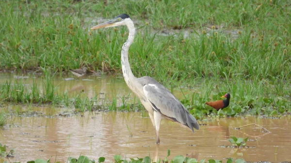 Heron στη Βολιβία, Νότια Αμερική. — Φωτογραφία Αρχείου