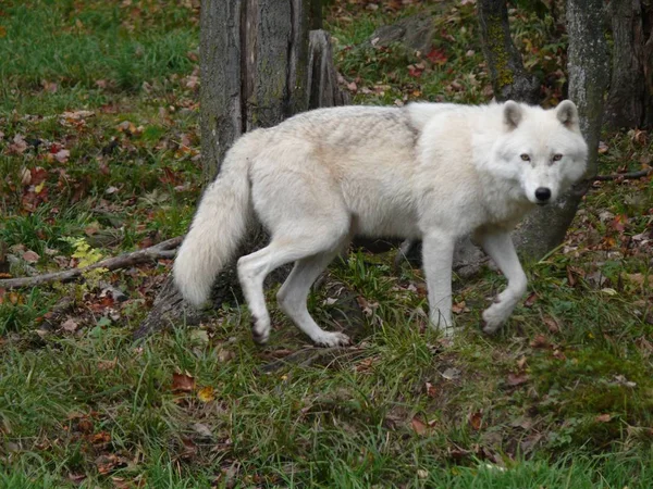 Loup au Québec. Canada, Amérique du Nord . — Photo