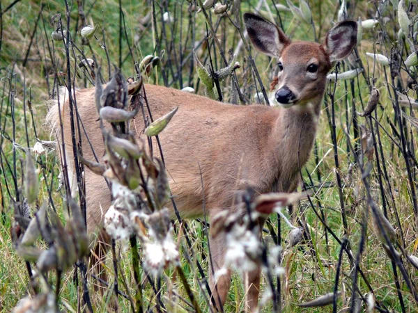 ケベック州の鹿。カナダ、北米. — ストック写真