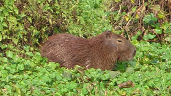 Kapibara w Boliwii, Ameryka Południowa. — Zdjęcie stockowe