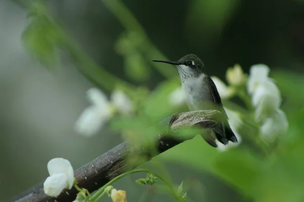 Colibrí en Quebec. Canadá, América del Norte . —  Fotos de Stock