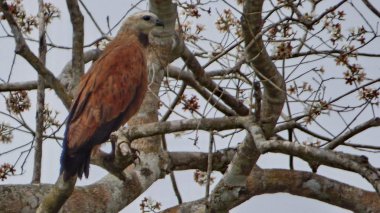 Bolivya, Güney Amerika yaban hayatı.
