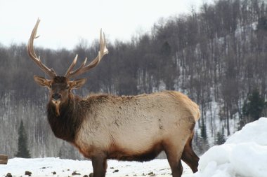 Geyik Quebec. Kanada, Kuzey Amerika.