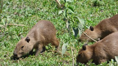 Capibara Bolivya, Güney Amerika.