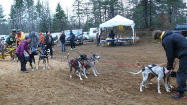 Köpek Quebec. Kanada, Kuzey Amerika.