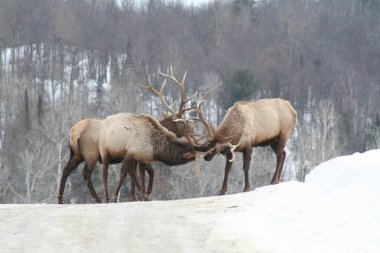 Geyik Quebec. Kanada, Kuzey Amerika.