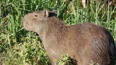 Capibara Bolivya, Güney Amerika.