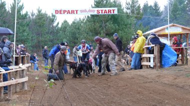 Köpek Quebec. Kanada, Kuzey Amerika.