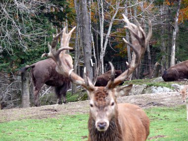 Geyik Quebec. Kanada, Kuzey Amerika.