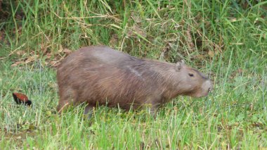 Capibara Bolivya, Güney Amerika.