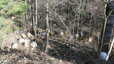 Bush imha Quebec. Kanada, Kuzey Amerika.