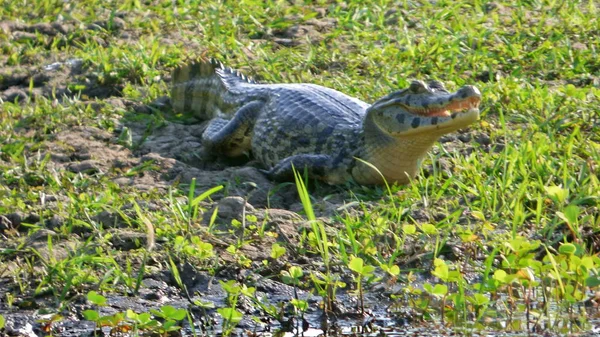 Reptil in Bolivia, south America. — Stock Photo, Image