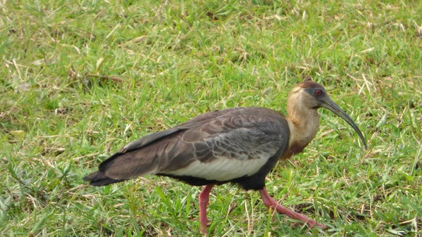 Ibis na Bolívia, América do Sul . — Fotografia de Stock