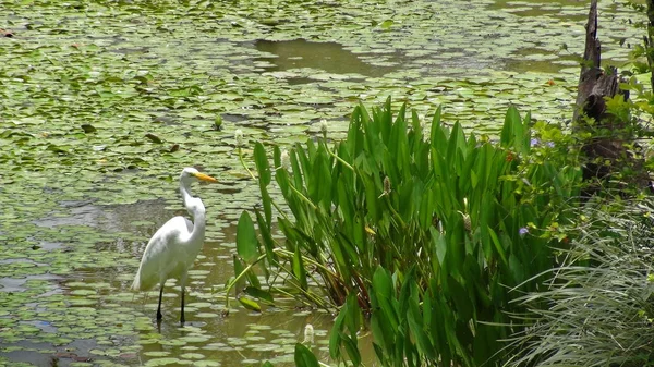 Egret in Bolivia, south America. — Stock Photo, Image