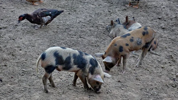 Свиньи в Эстансии. Боливия, Южная Америка . — стоковое фото