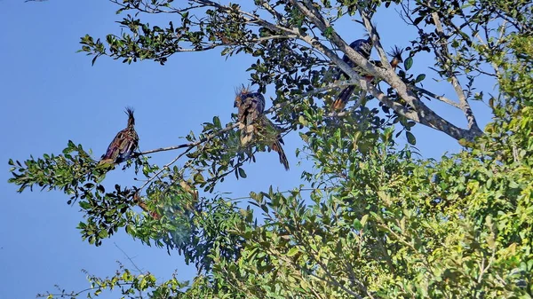 Hoazin Bolivya, Güney Amerika.