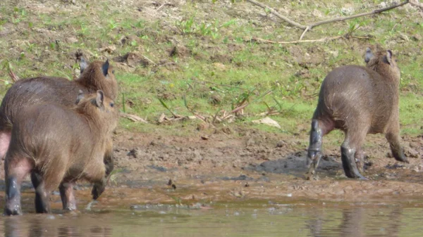 Capibara en Bolivia, América del Sur . —  Fotos de Stock