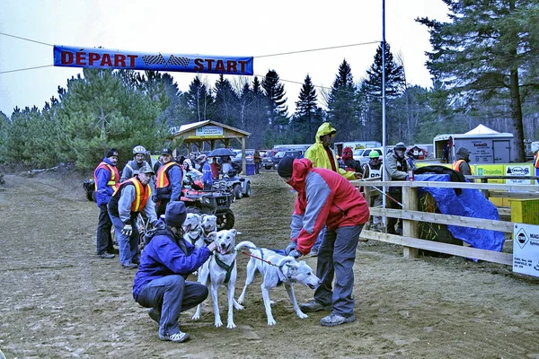 Köpek Quebec. Kanada, Kuzey Amerika.