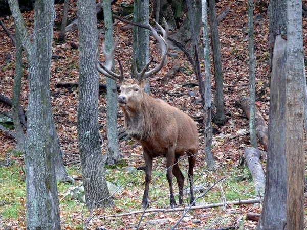 Ciervos en Quebec. Canadá, América del Norte . —  Fotos de Stock