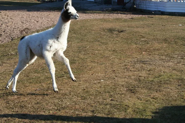 Lama en Quebec. Canadá, América del Norte . —  Fotos de Stock