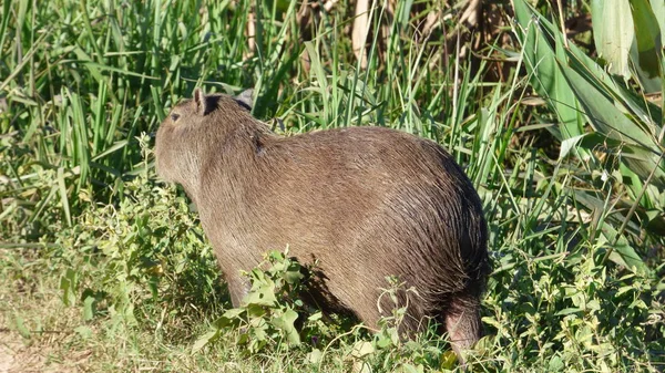 Capibara in Bolivia, Sud America . — Foto Stock