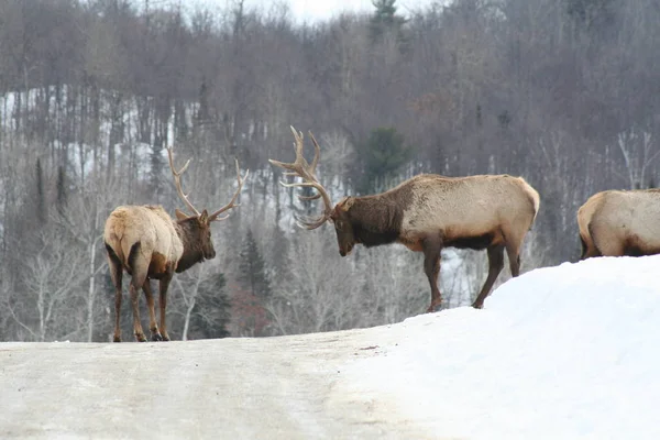 Geyik Quebec. Kanada, Kuzey Amerika.